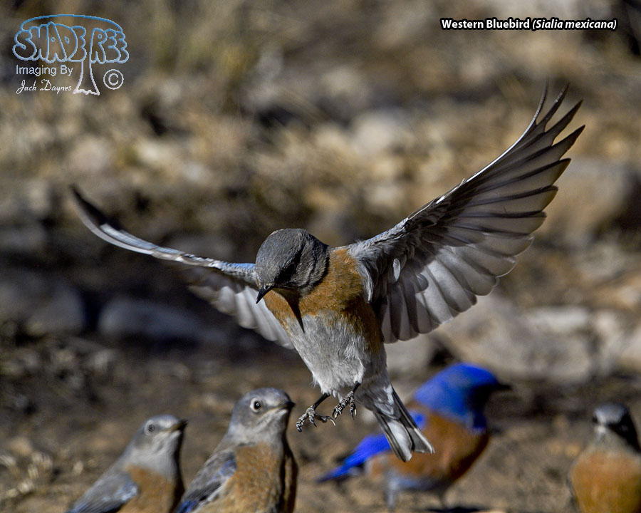 Western Bluebird - Sialia mexicana