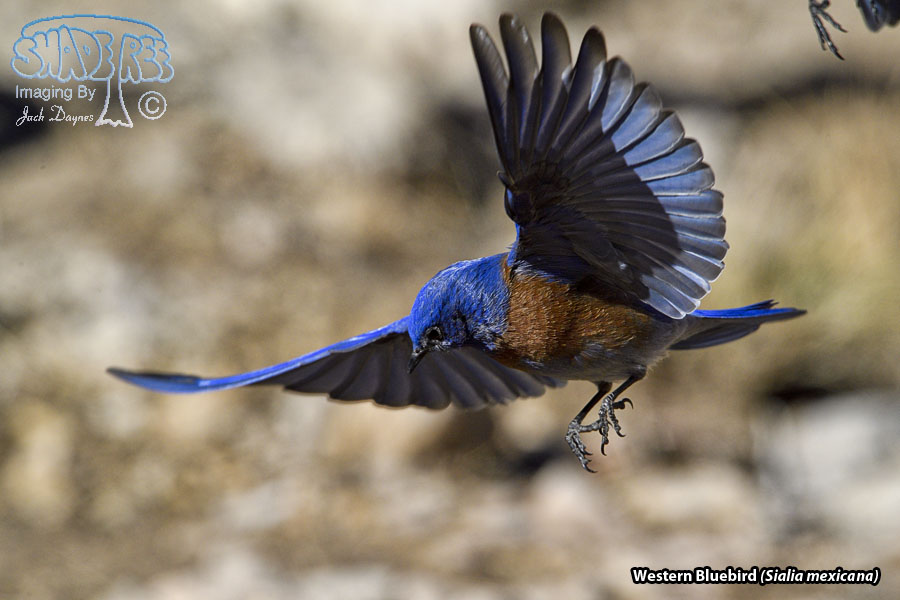 Western Bluebird - Sialia mexicana