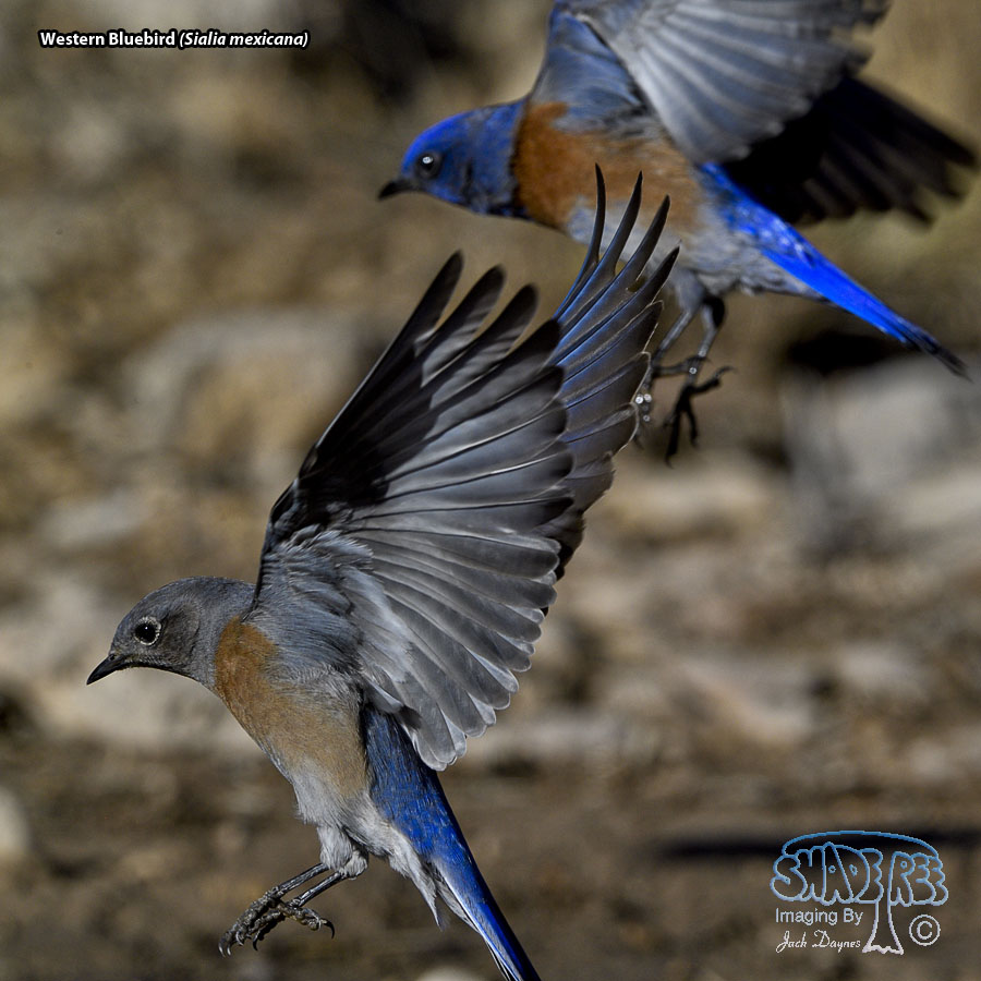 Western Bluebird - Sialia mexicana