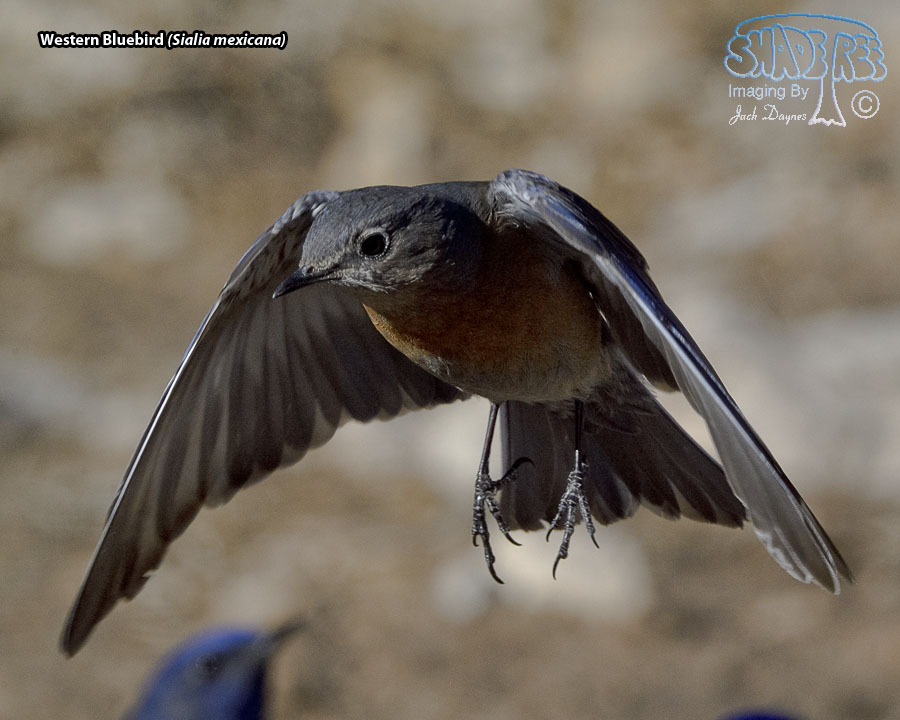 Western Bluebird - Sialia mexicana