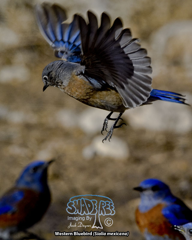 Western Bluebird - Sialia mexicana