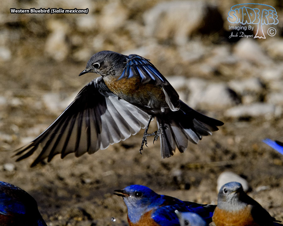 Western Bluebird - Sialia mexicana