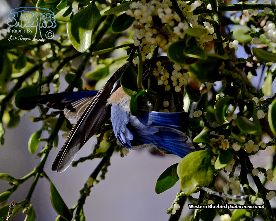 Western Bluebird - Sialia mexicana