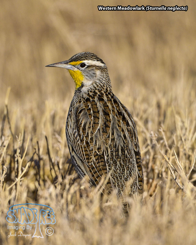 Western Meadowlark - Sturnella neglecta