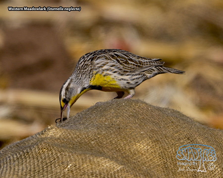 Western Meadowlark - Sturnella neglecta