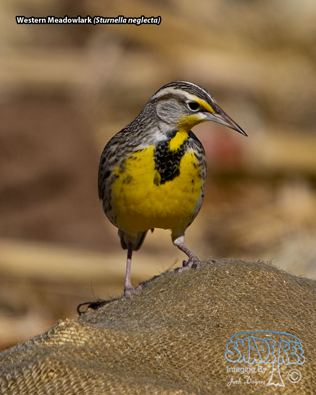 Western Meadowlark - Sturnella neglecta