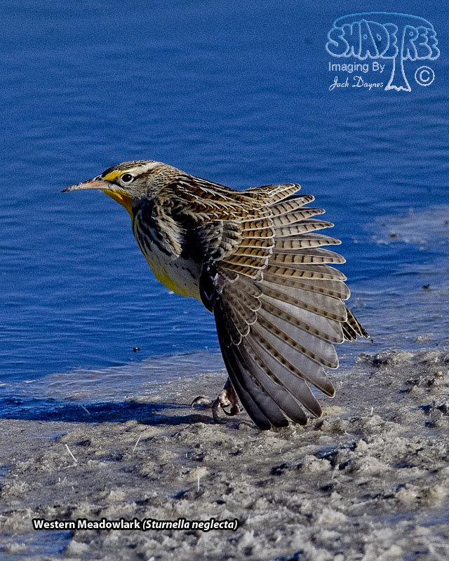 Western Meadowlark - Sturnella neglecta