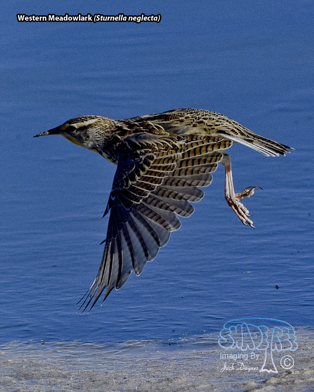 Western Meadowlark - Sturnella neglecta