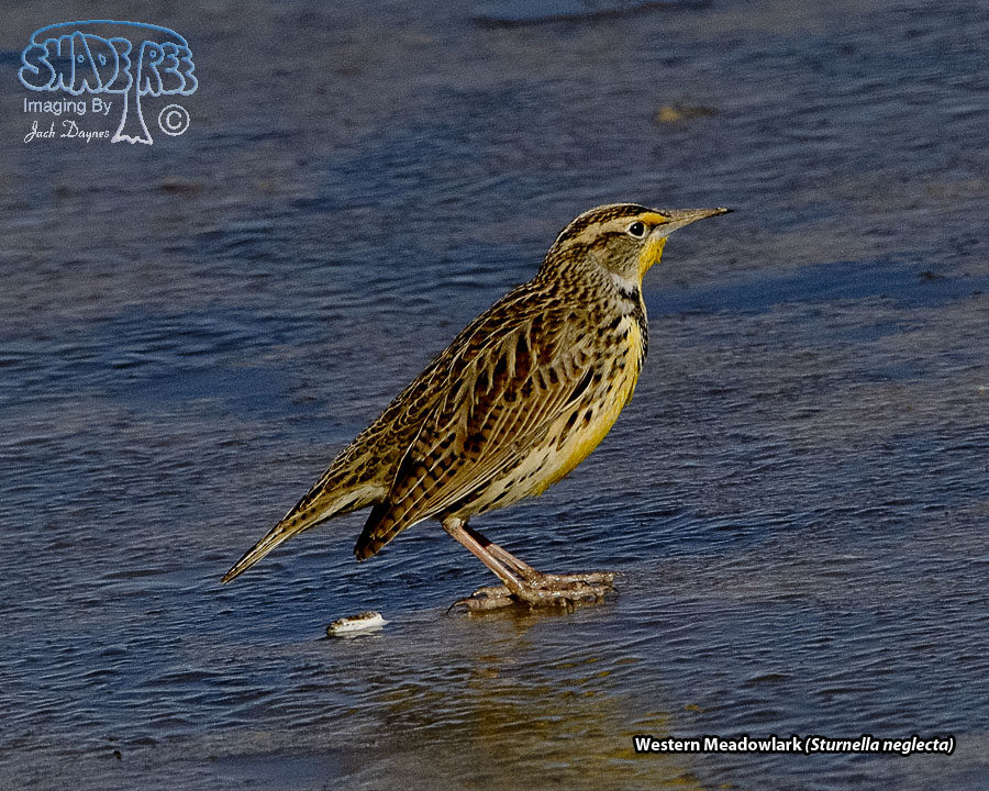 Western Meadowlark - Sturnella neglecta