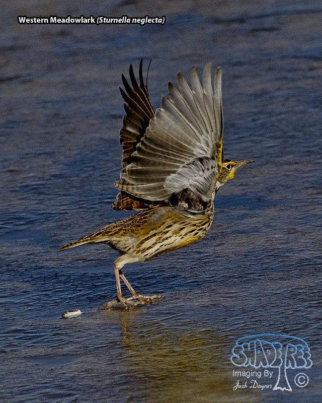 Western Meadowlark - Sturnella neglecta