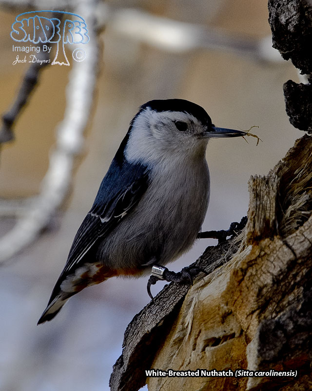 White-Breasted Nuthatch - Sitta carolinensis