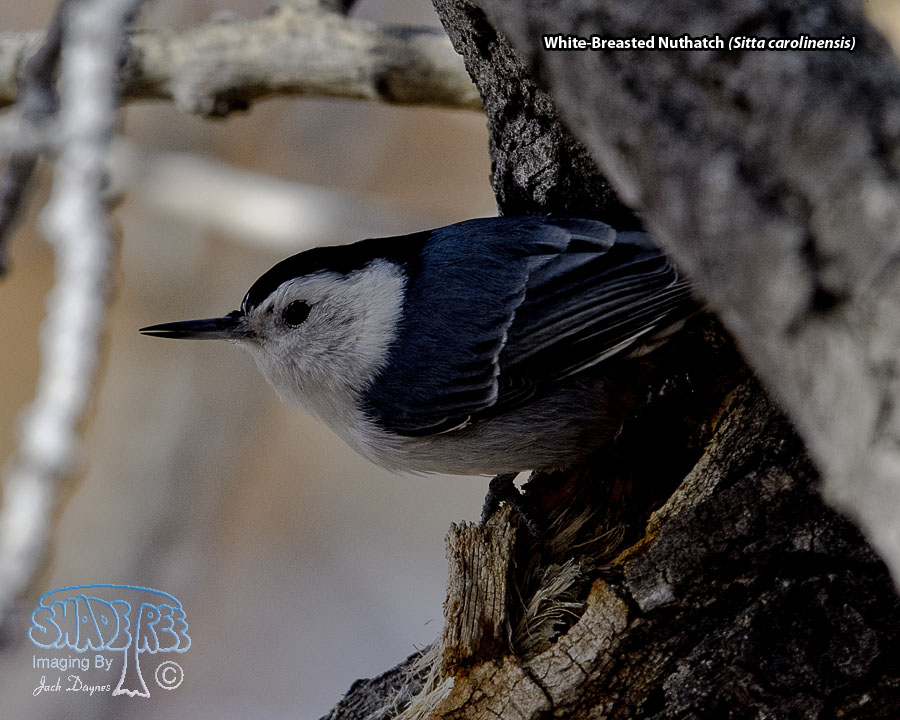 White-Breasted Nuthatch - Sitta carolinensis