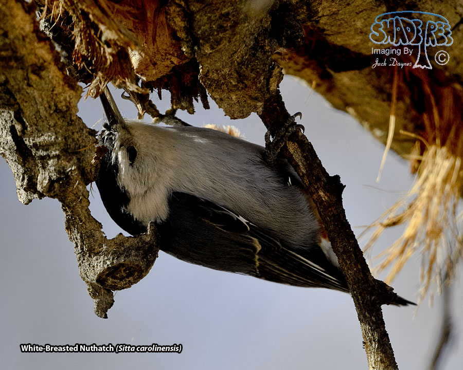 White-Breasted Nuthatch - Sitta carolinensis