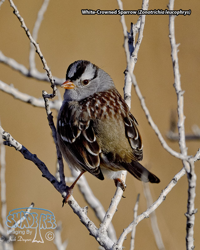 White-Crowned Sparrow - Zonotrichia leucophrys