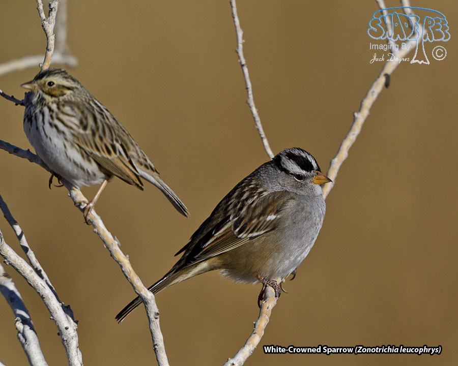 White-Crowned Sparrow - Zonotrichia leucophrys