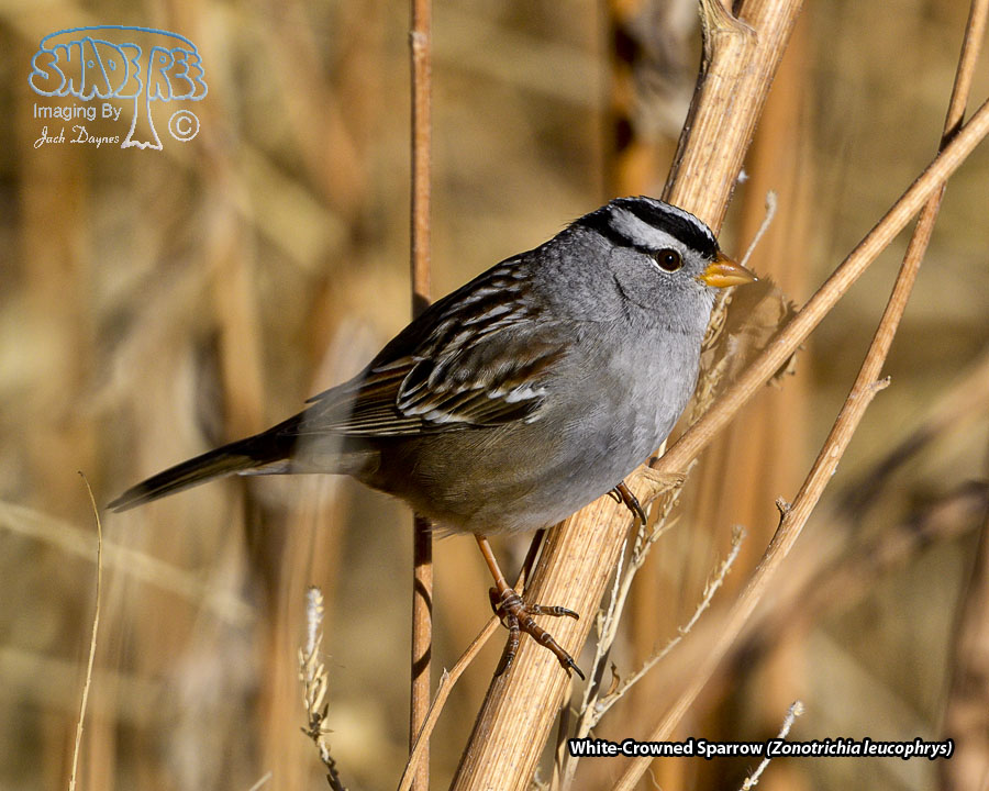 White-Crowned Sparrow - Zonotrichia leucophrys