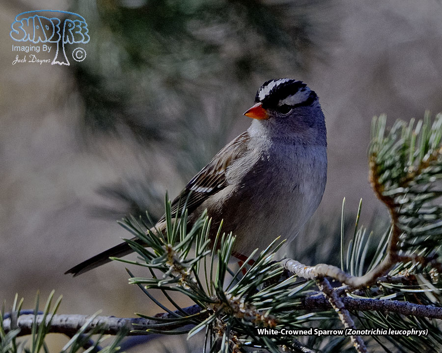 White-Crowned Sparrow - Zonotrichia leucophrys