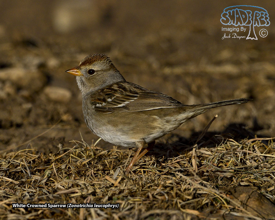 White-Crowned Sparrow - Zonotrichia leucophrys
