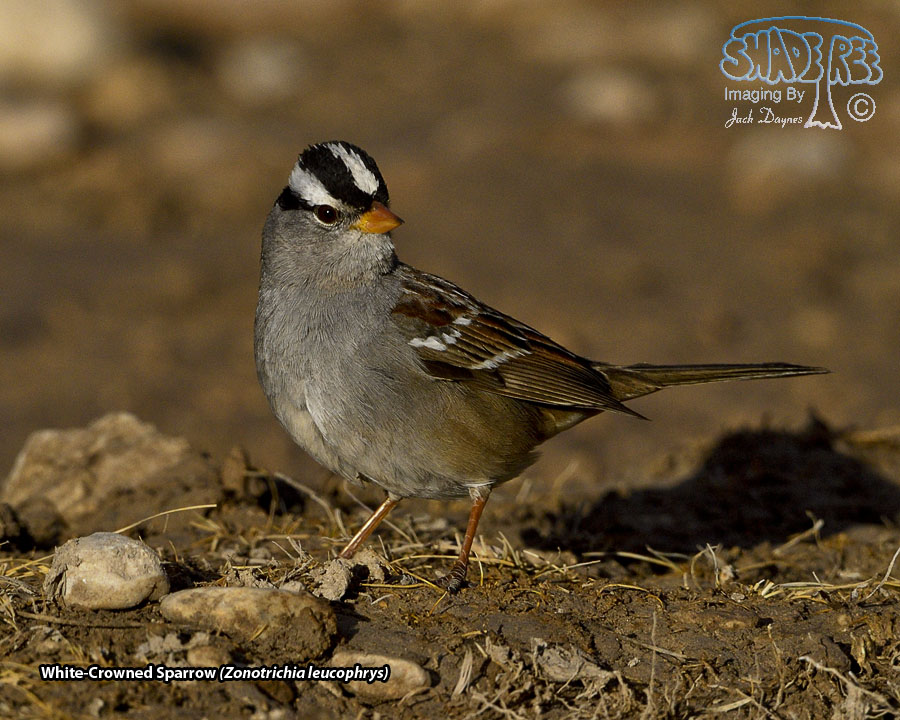 White-Crowned Sparrow - Zonotrichia leucophrys
