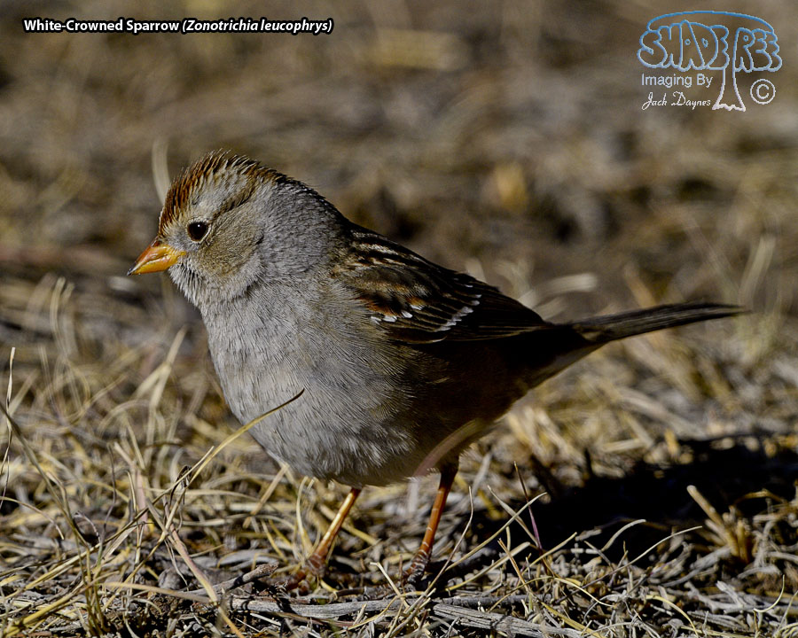 White-Crowned Sparrow - Zonotrichia leucophrys