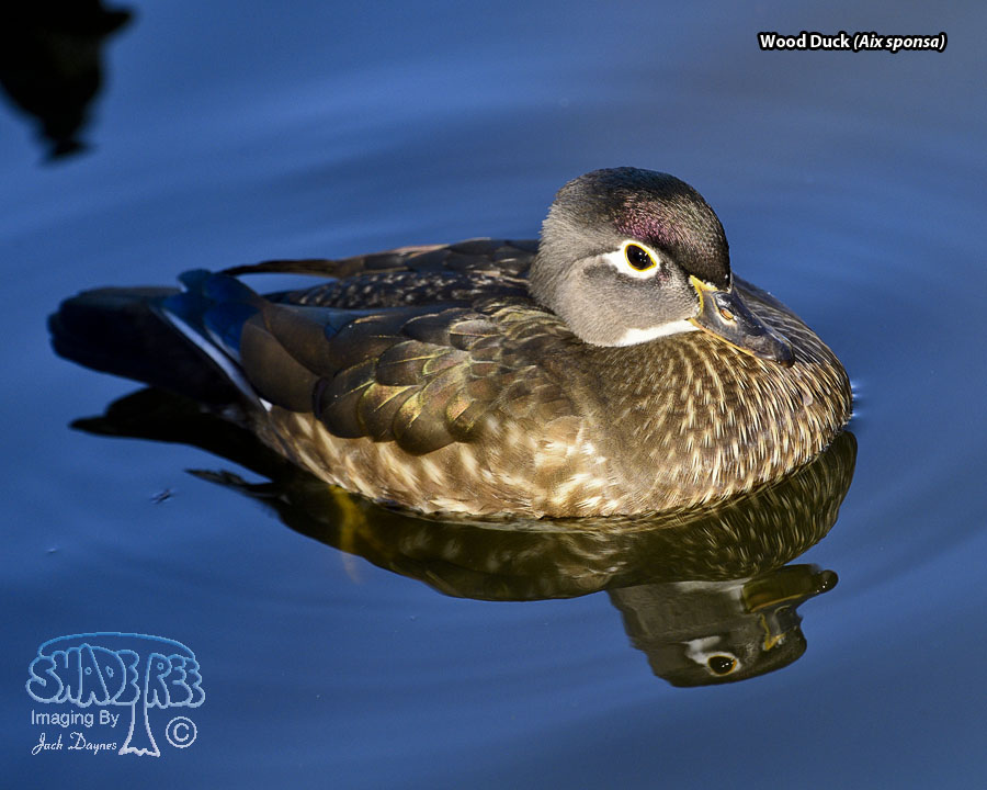 Wood Duck - Aix sponsa