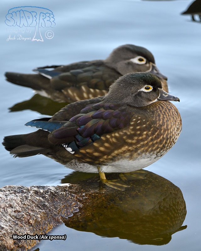 Wood Duck - Aix sponsa