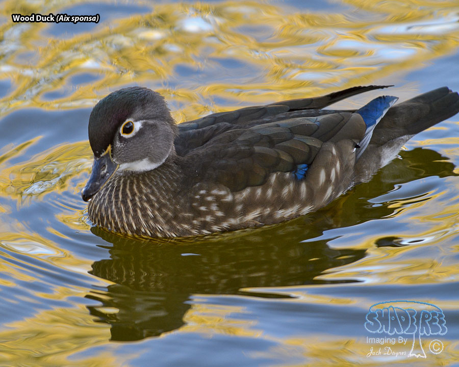 Wood Duck - Aix sponsa