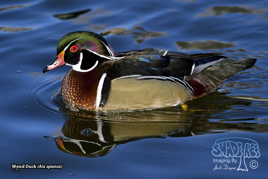 Wood Duck - Aix sponsa