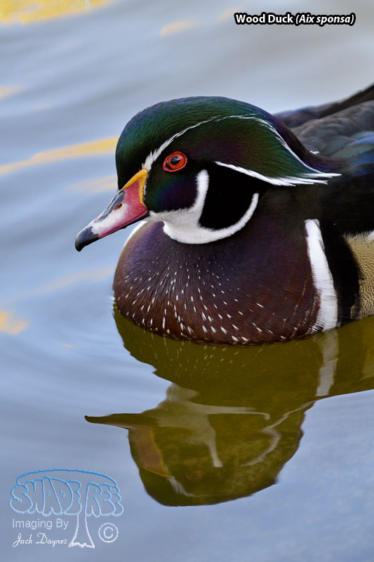 Wood Duck - Aix sponsa