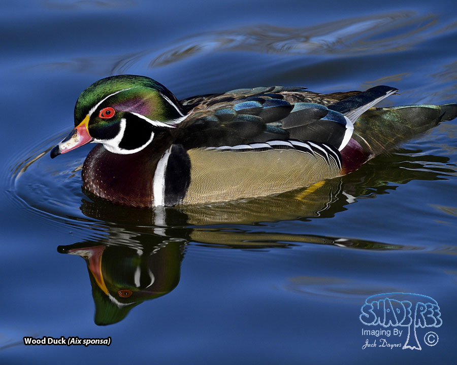 Wood Duck - Aix sponsa