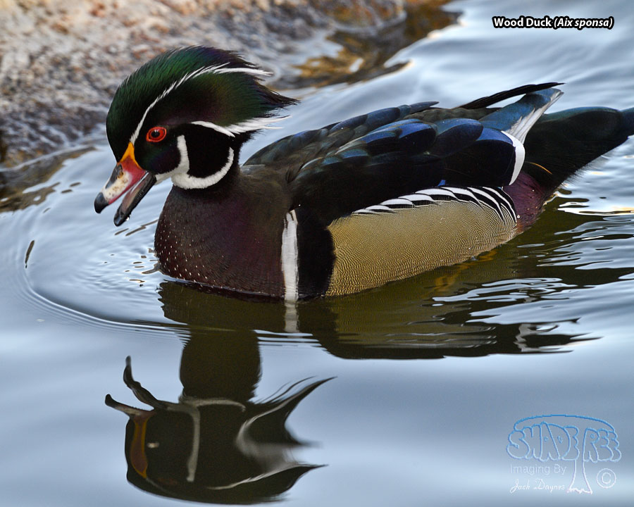 Wood Duck - Aix sponsa