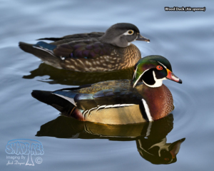 2020-12-06 Wild Ducks at the Albuquerque Zoo