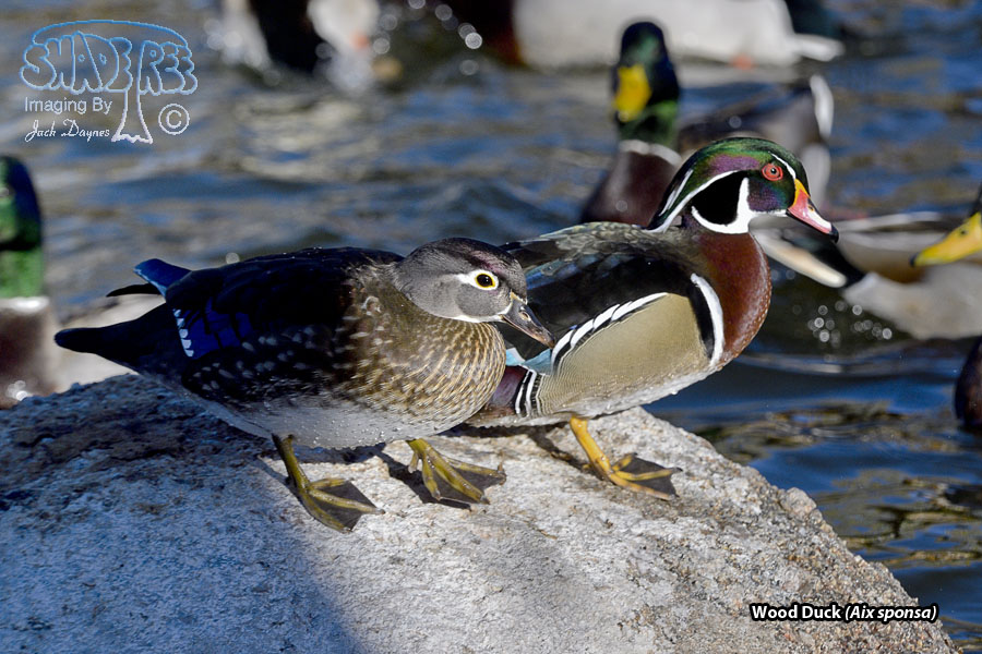 Wood Duck - Aix sponsa