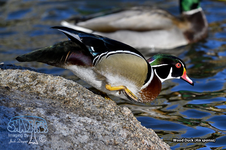 Wood Duck - Aix sponsa