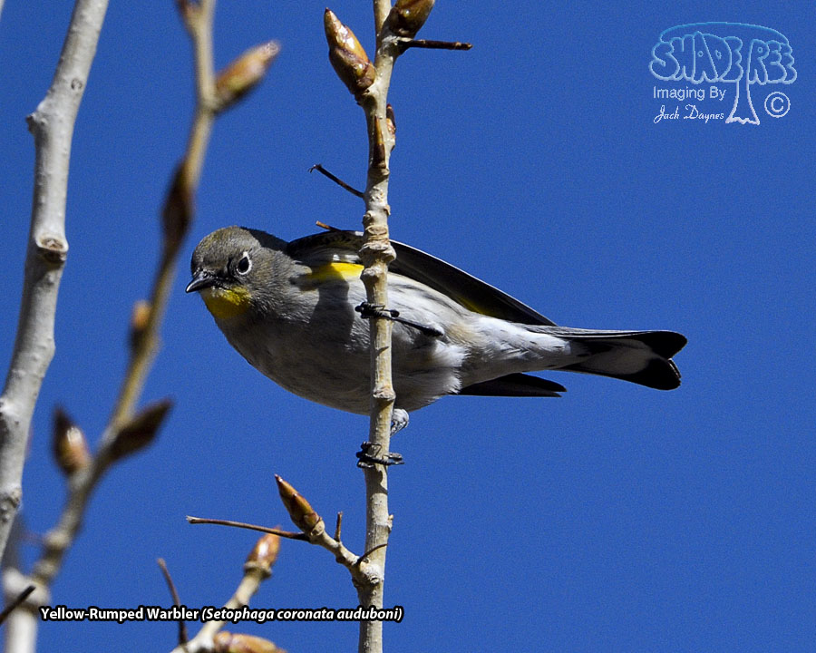 Yellow-Rumped Warbler - Setophaga coronata auduboni