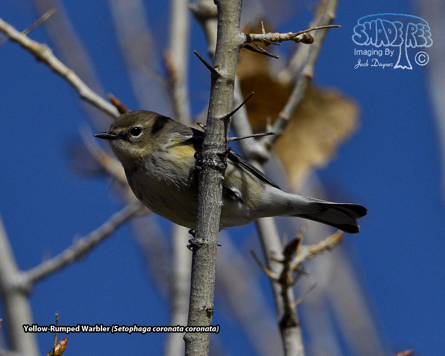 Yellow-Rumped Warbler - Setophaga coronata coronata