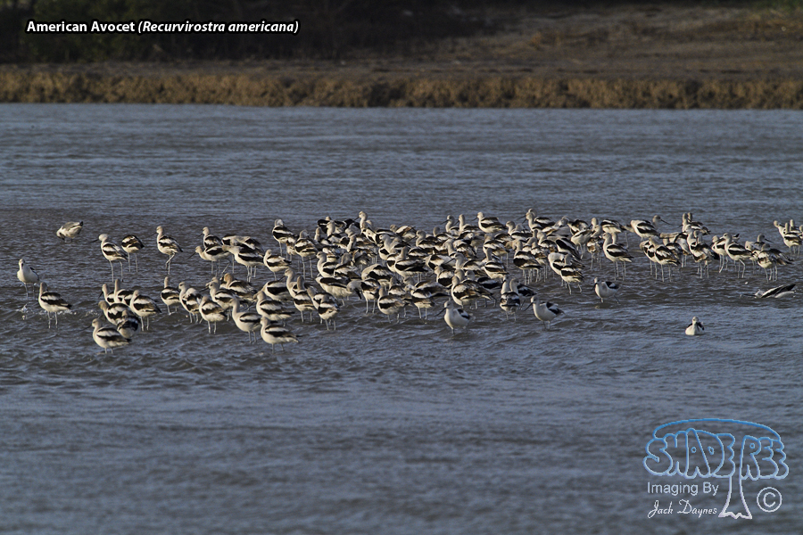 American Avocet - Recurvirostra americana