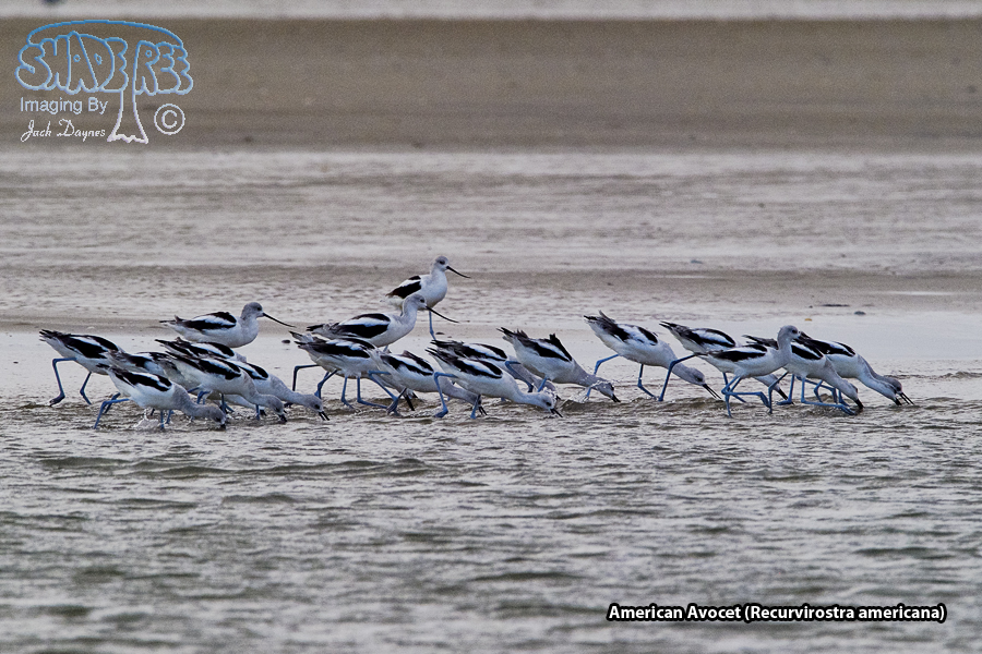 American Avocet - Recurvirostra americana