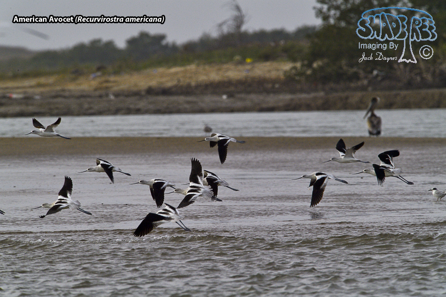 American Avocet - Recurvirostra americana