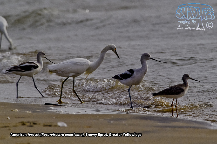 American Avocet - Recurvirostra americana