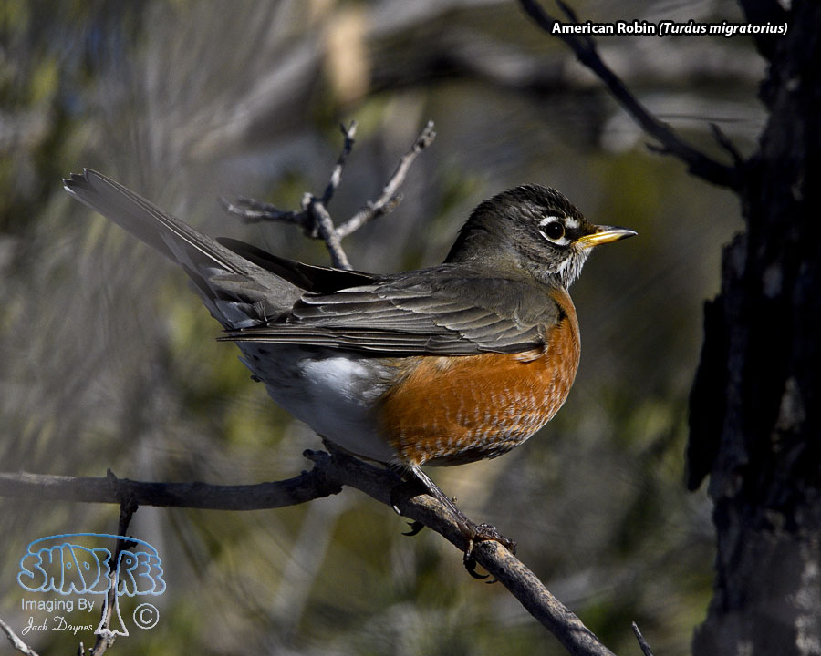 American Robin - Turdus migratorius