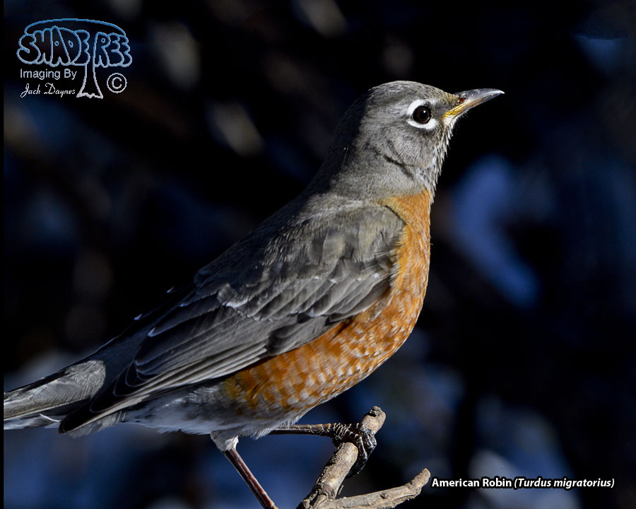 American Robin - Turdus migratorius