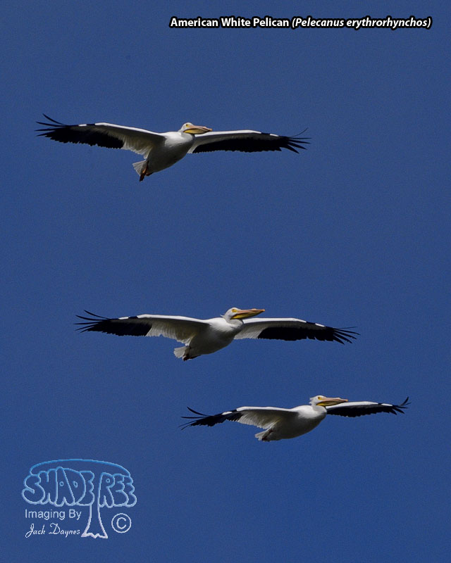 American White Pelican - Pelecanus erythrorhynchos