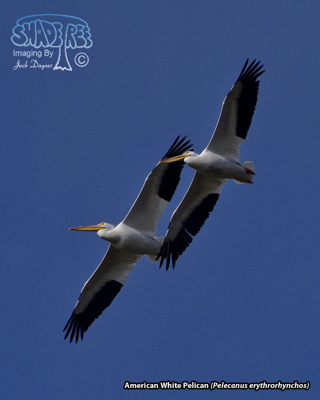 American White Pelican - Pelecanus erythrorhynchos