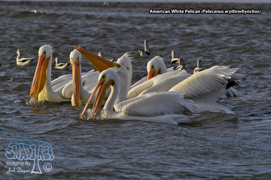 American White Pelican - Pelecanus erythrorhynchos