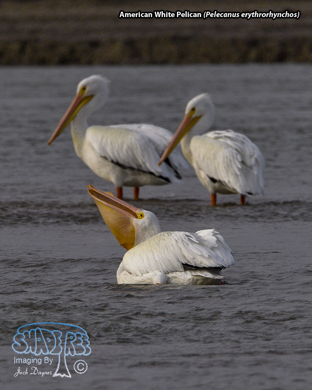 American White Pelican - Pelecanus erythrorhynchos