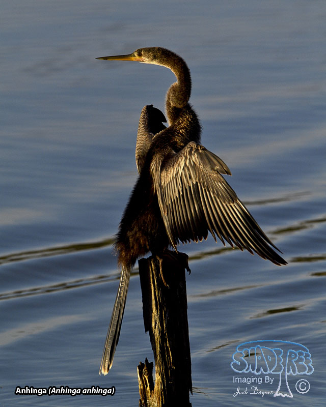 Anhinga - Anhinga anhinga