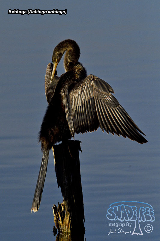 Anhinga - Anhinga anhinga