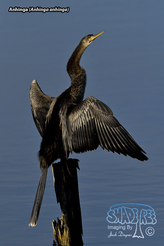 Anhinga - Anhinga anhinga