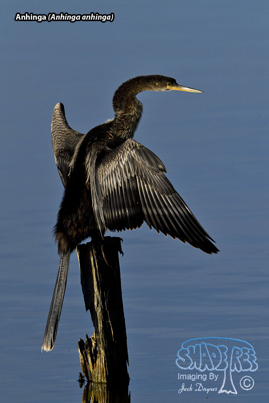 Anhinga - Anhinga anhinga